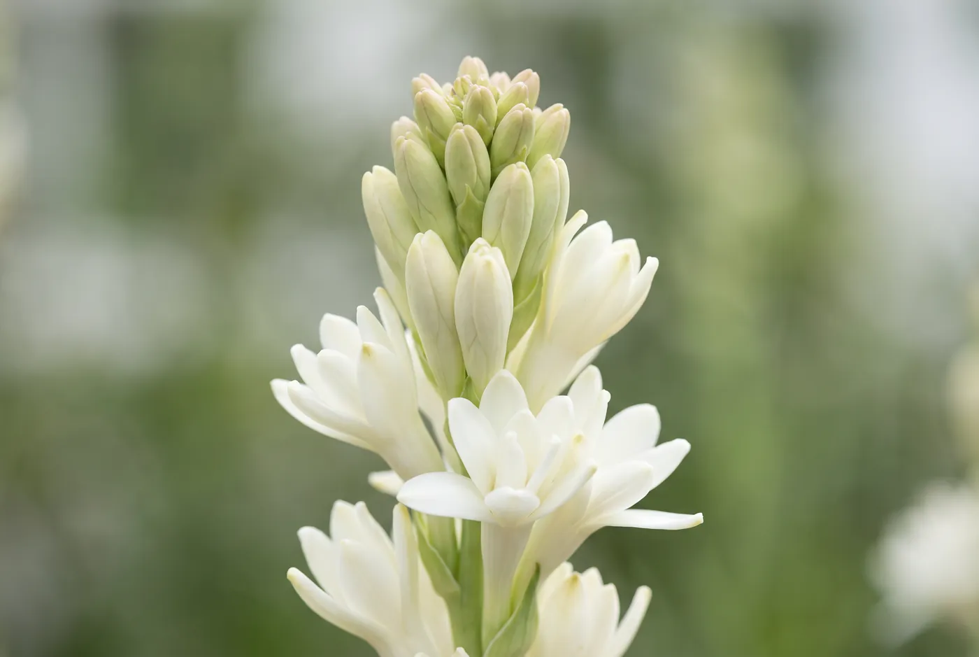 Waxy white tuberose florets opening along a tall spike