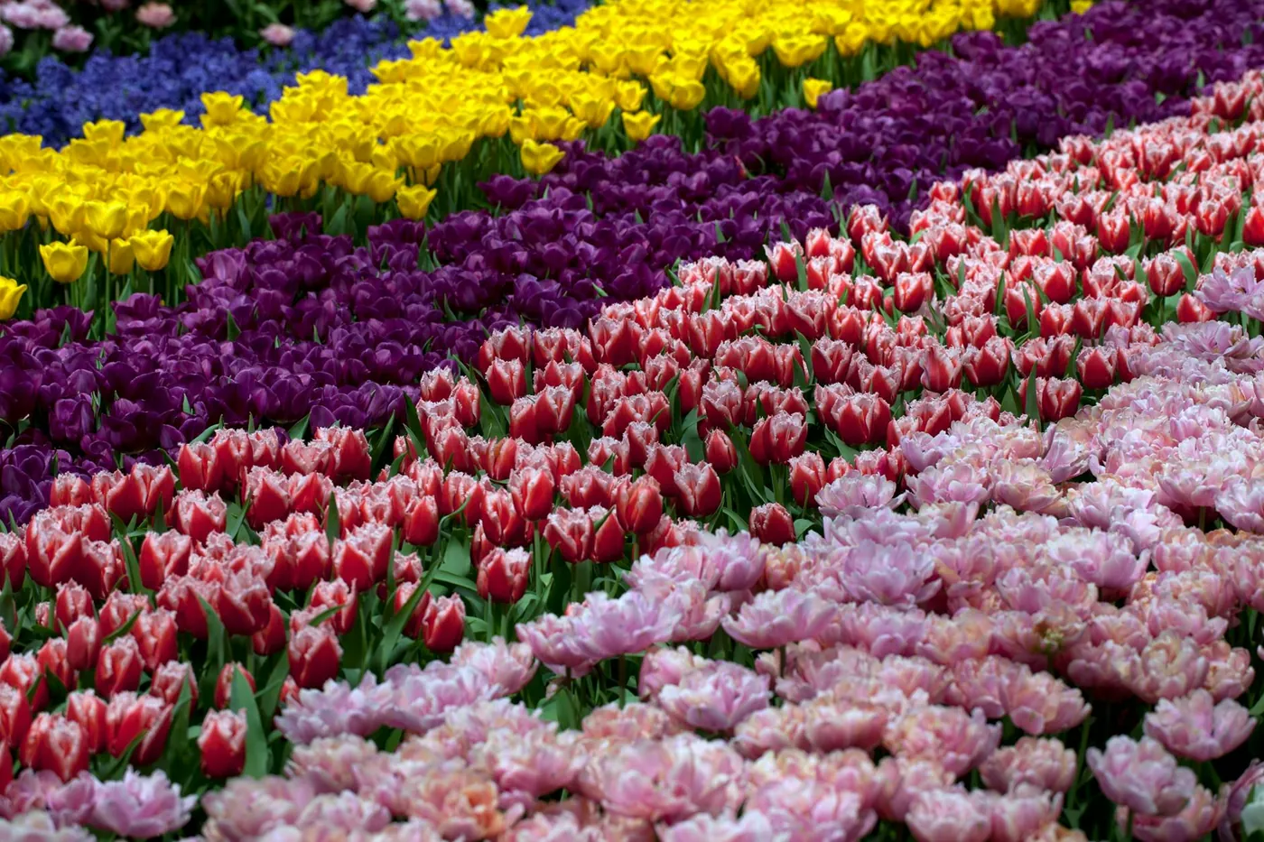 Tulips Care