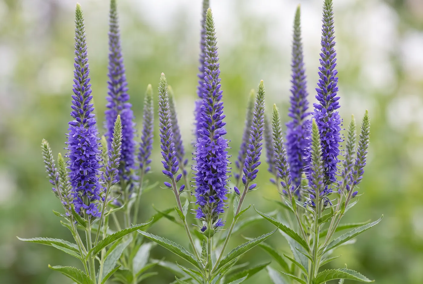 Slender purple veronica spikes with tiny densely packed flowers