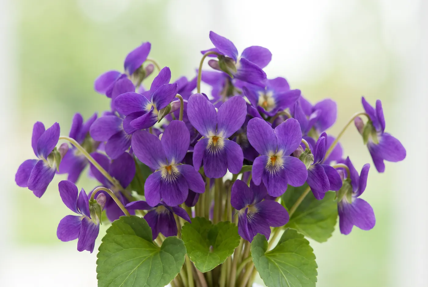 Deep purple sweet violets with heart-shaped leaves