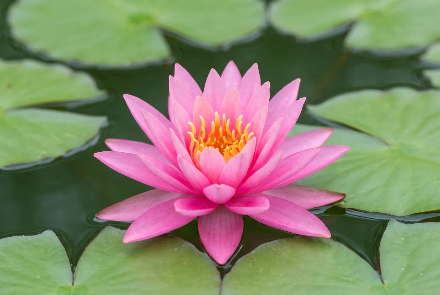 A pink water lily open on still water among flat green pads