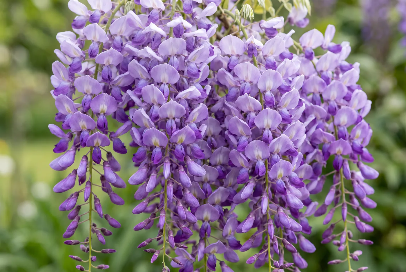 Long hanging racemes of purple wisteria flowers