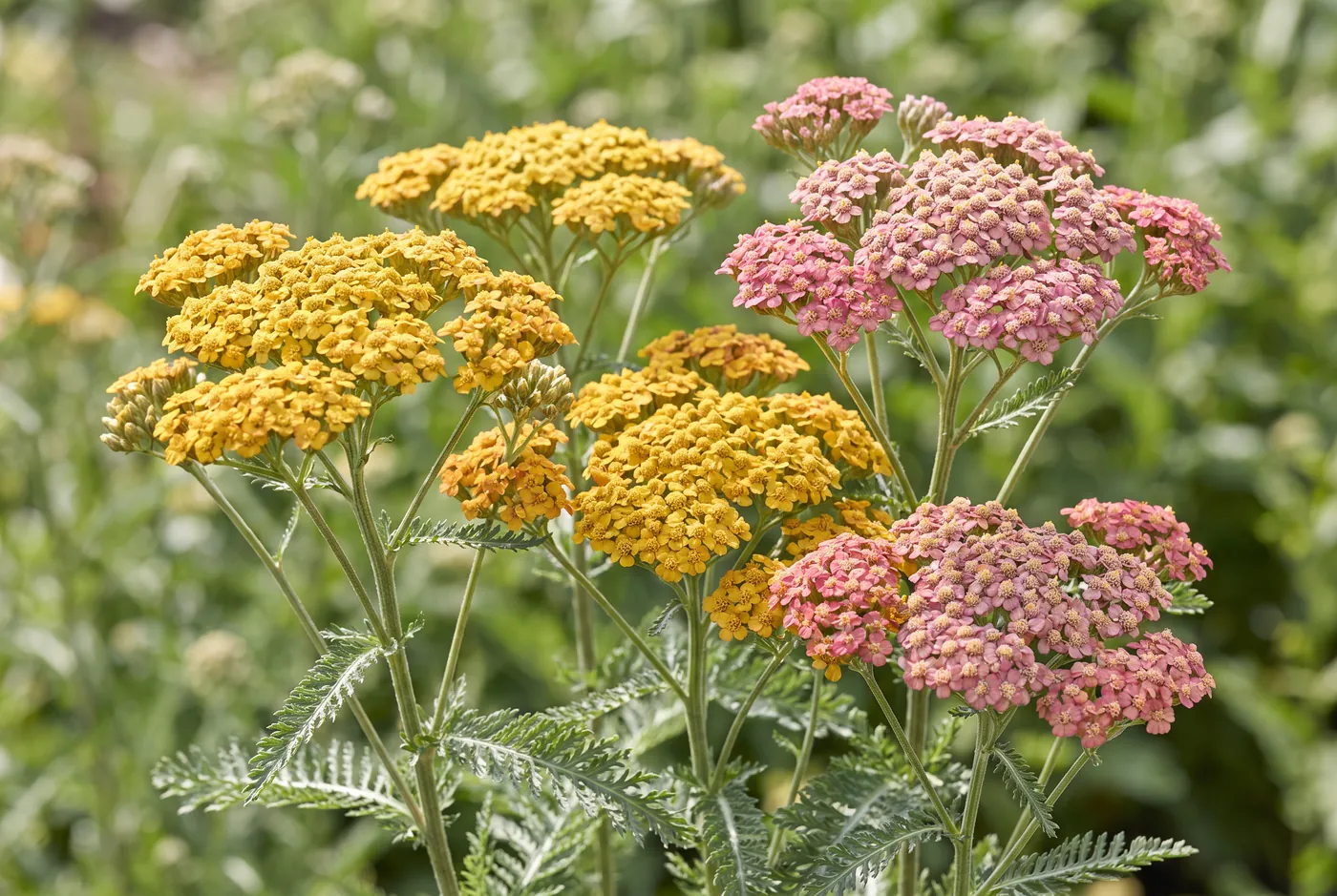 Flat plates of mustard yellow and dusty pink yarrow flowers