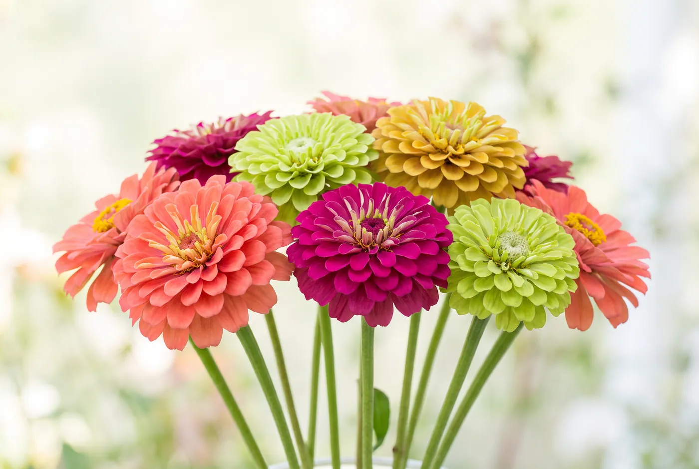 Bright zinnias in coral, magenta and gold